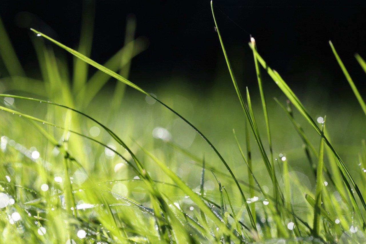 Houd De Grond In Jouw Tuin Groen En Gezond